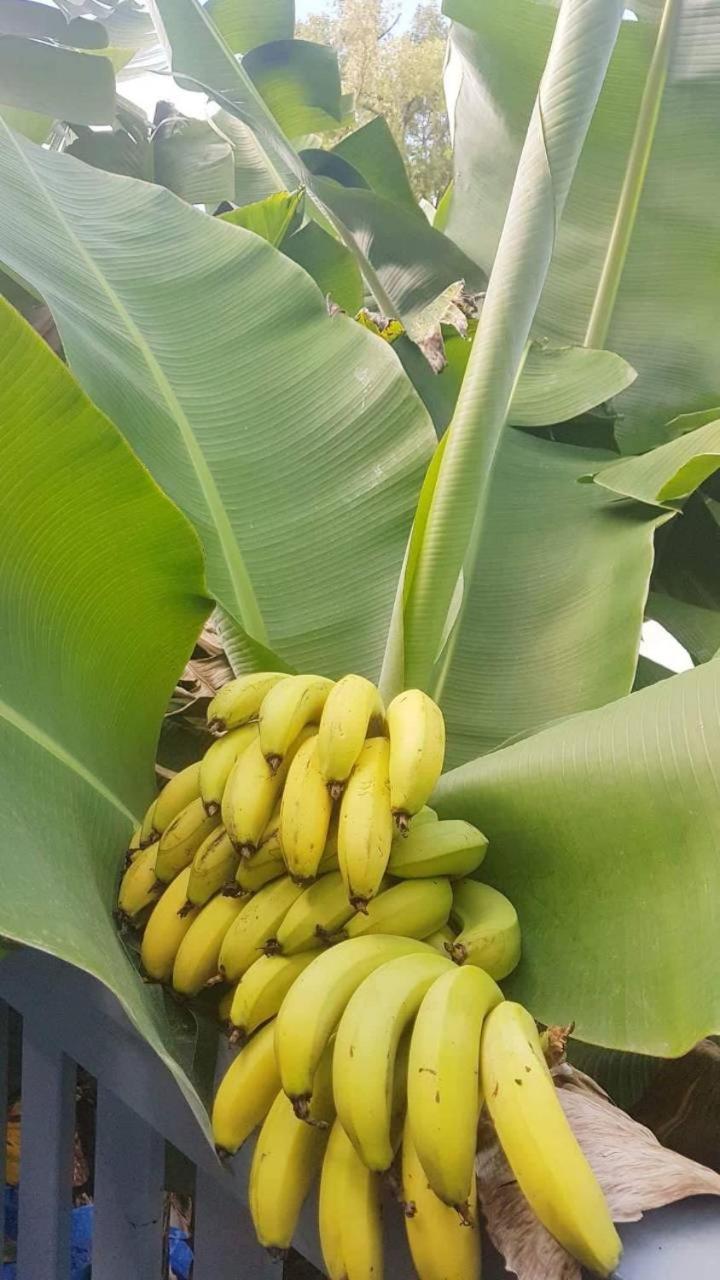 Dayspring Lodge Nuku'alofa Esterno foto